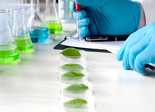 Formula Focus: Marta Explains Plant Stem Cells
