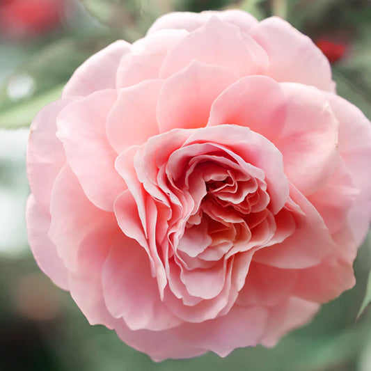 files/Fragrance_Darby-Rose_600x600_ee23a4f8-5063-4e04-92ea-a61237d1fcfe_jpg.webp