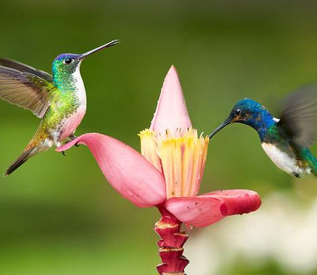 A Seriously Cool Bird