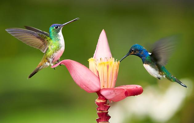 A Seriously Cool Bird