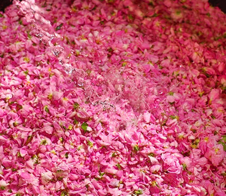 Behind the Scenes at the Rose de Mai Harvest