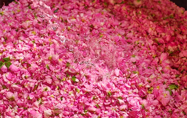 Behind the Scenes at the Rose de Mai Harvest