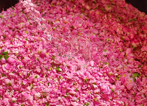 Behind the Scenes at the Rose de Mai Harvest