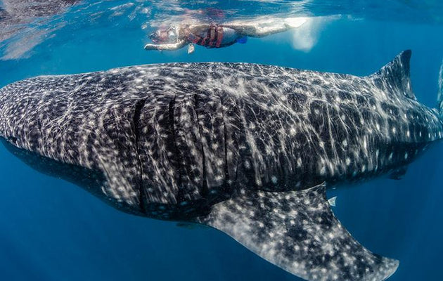 Saving the Ocean’s Gentle Giants