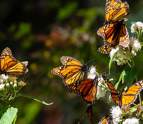 Secrets of the Monarchs