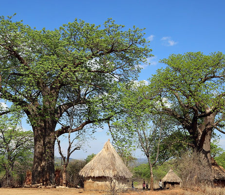 Baobab Oil: From Your Lips to This Tree