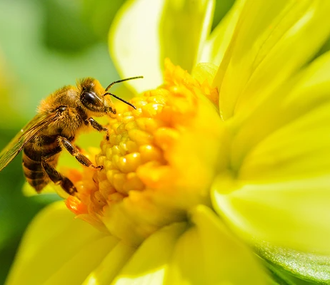 Beauty and the Bees