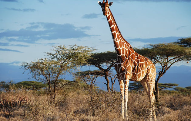 Why Giraffes are Facing a “Silent Extinction”
