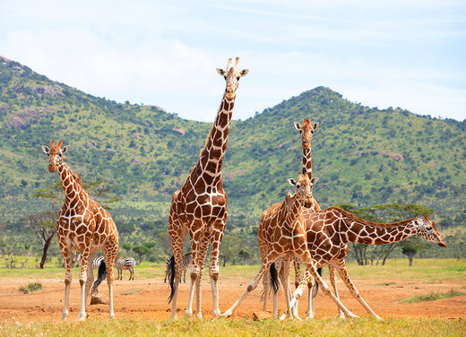 Help Us Stand Tall for Giraffes
