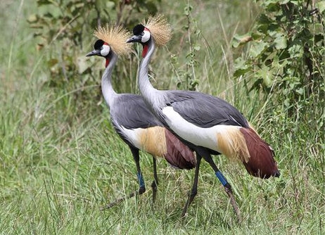 How the Grey Crowned Crane Almost Vanished