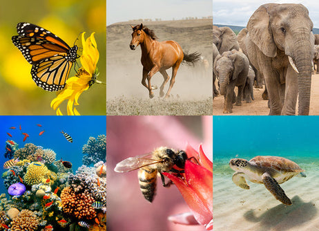 2019’s Conservation Victories