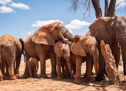 A Day in the Life of Orphan Elephants