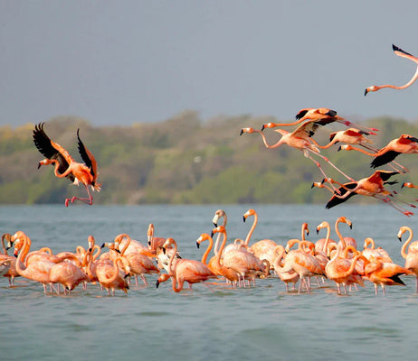 Following The Pink Tide