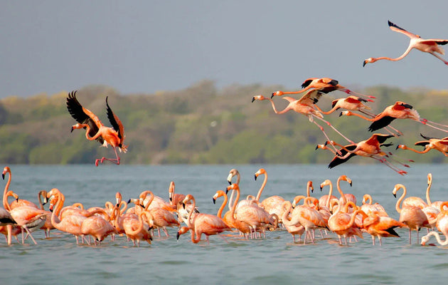 Following The Pink Tide