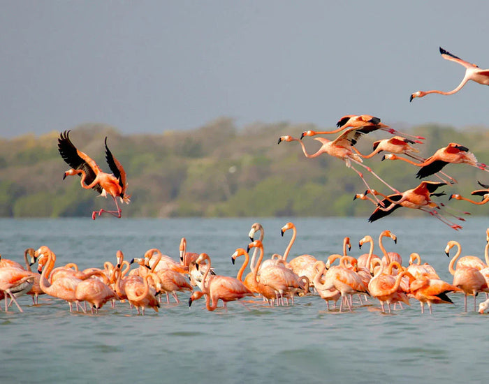 Following The Pink Tide