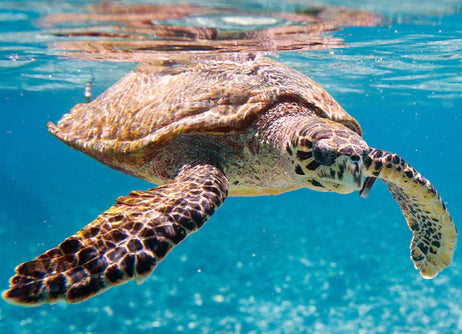 Turning The Tide For Sea Turtles
