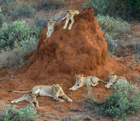 Game Changers: How Lion Guardians Are Solving How Humans and Lions Coexist