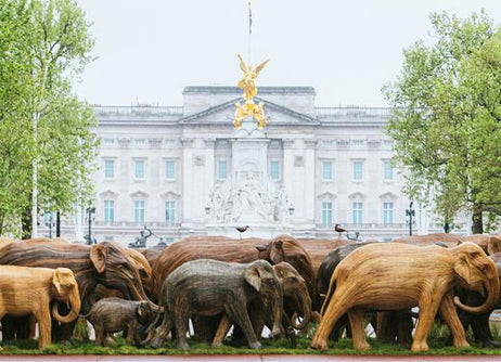 Why Did The Elephant Cross The Road?