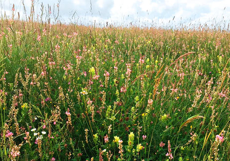 Preserving Beautiful Biodiversity