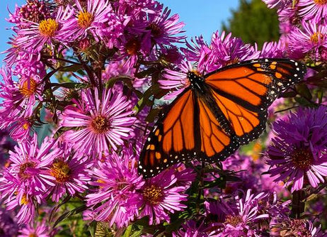 Bring On The Pollinators!
