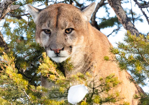 Tracking Yellowstone's Top Feline – Chantecaille UK