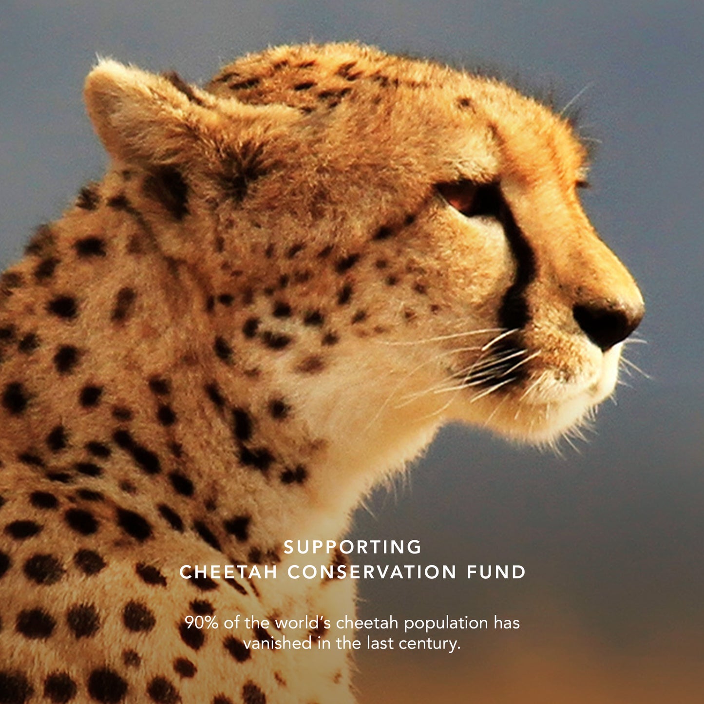 Cheetah