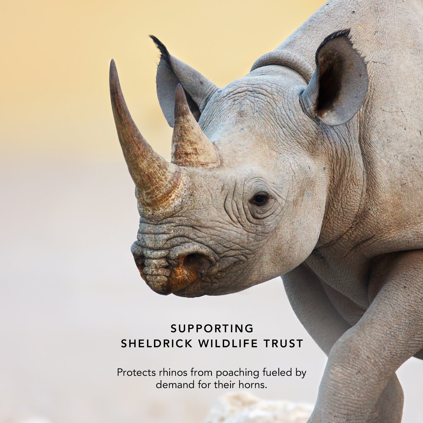 Rhinoceros