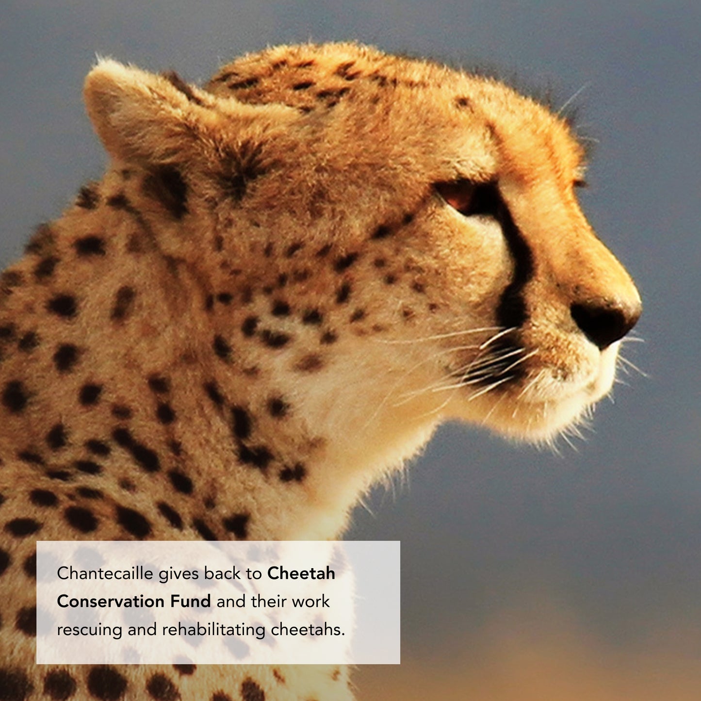 Cheetah
