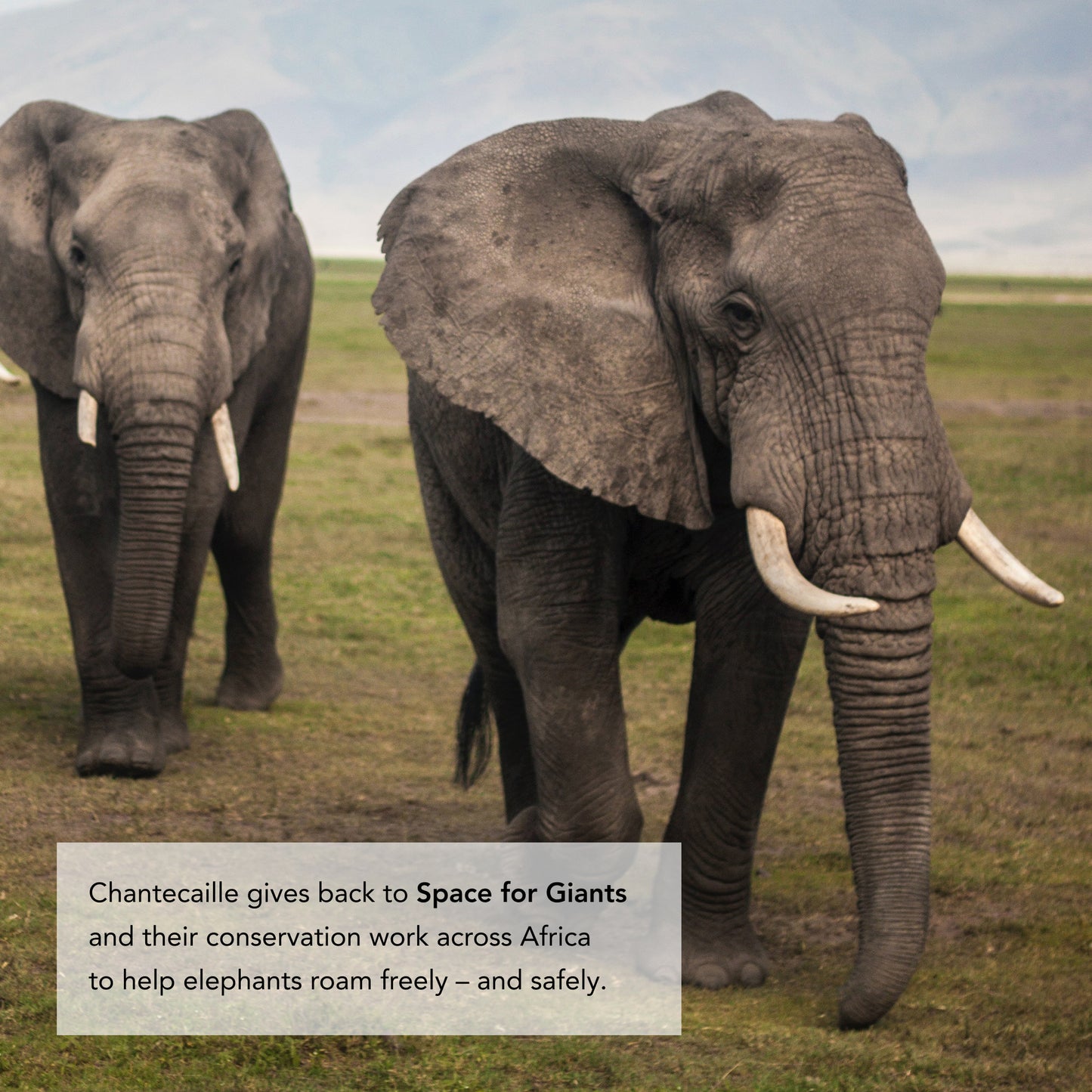 Elephant 