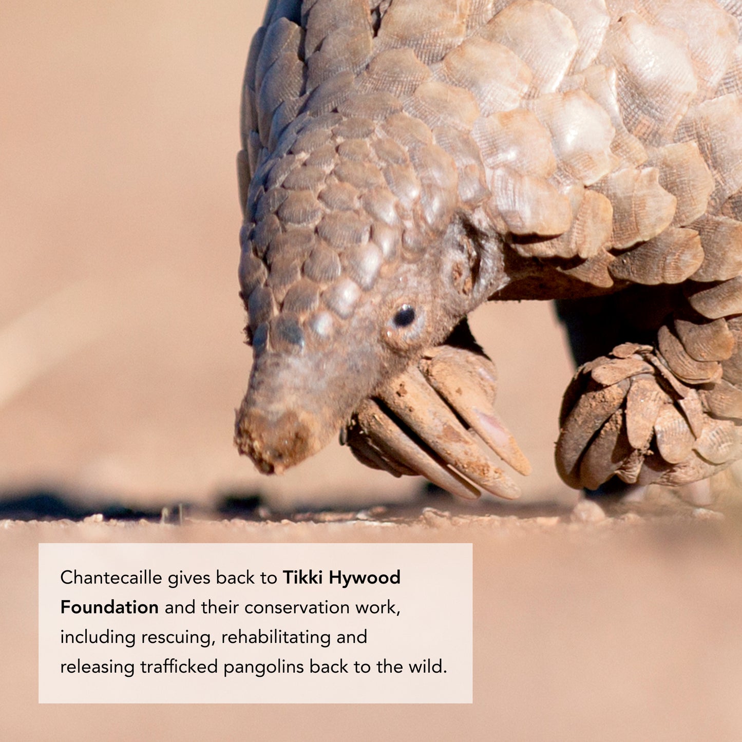 Pangolin