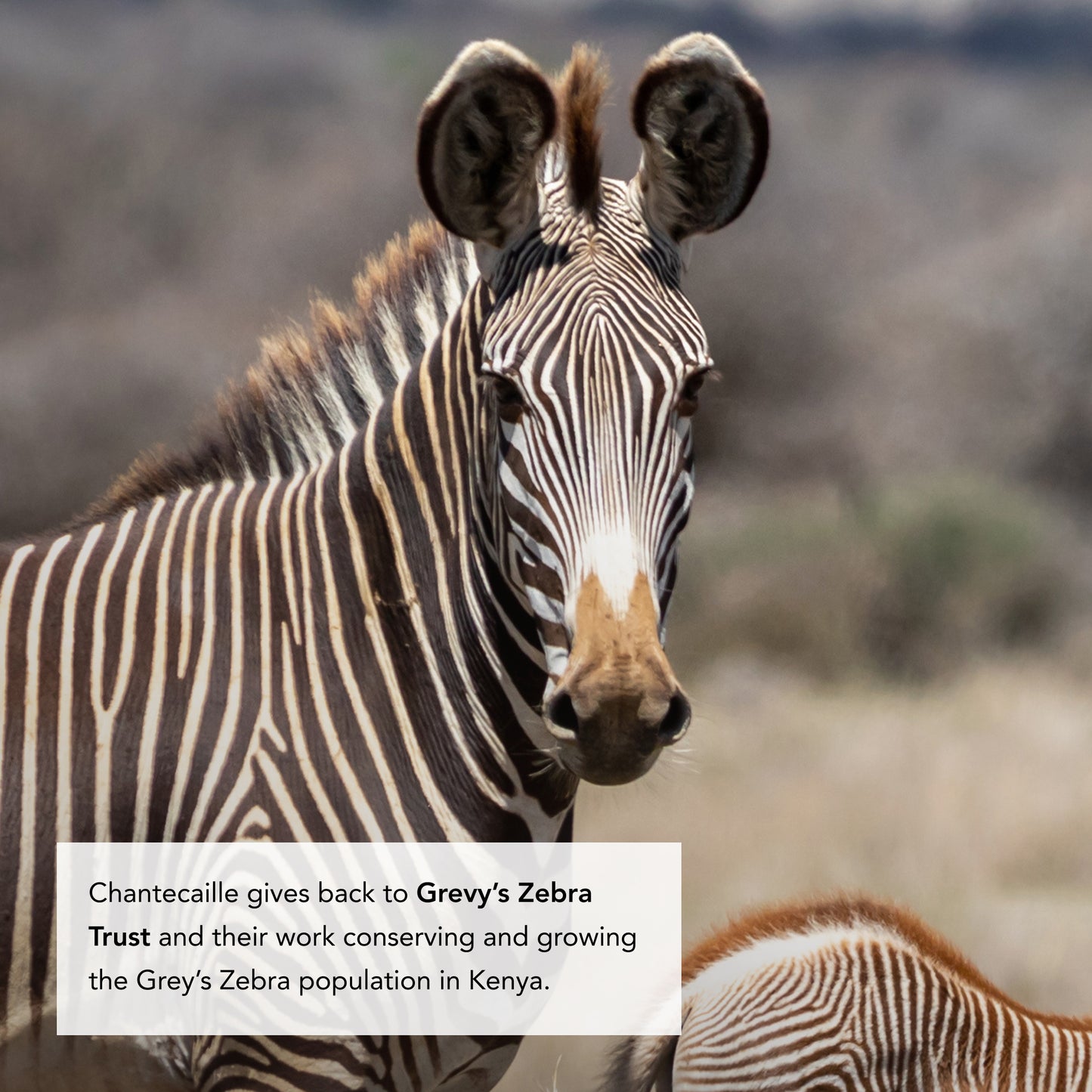 Zebra