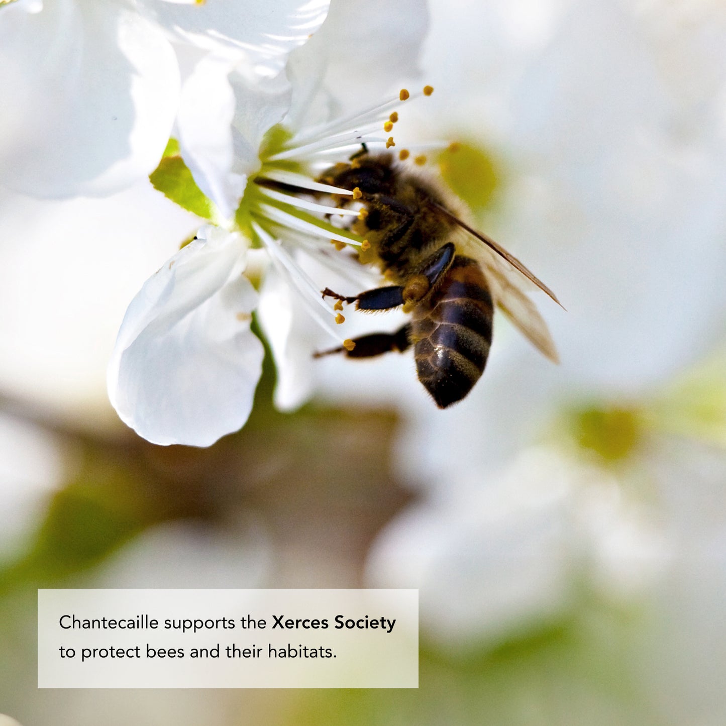 Bee Emotion