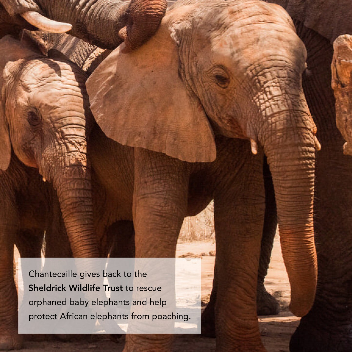 Elephant Smitten