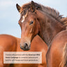 Horse Joy