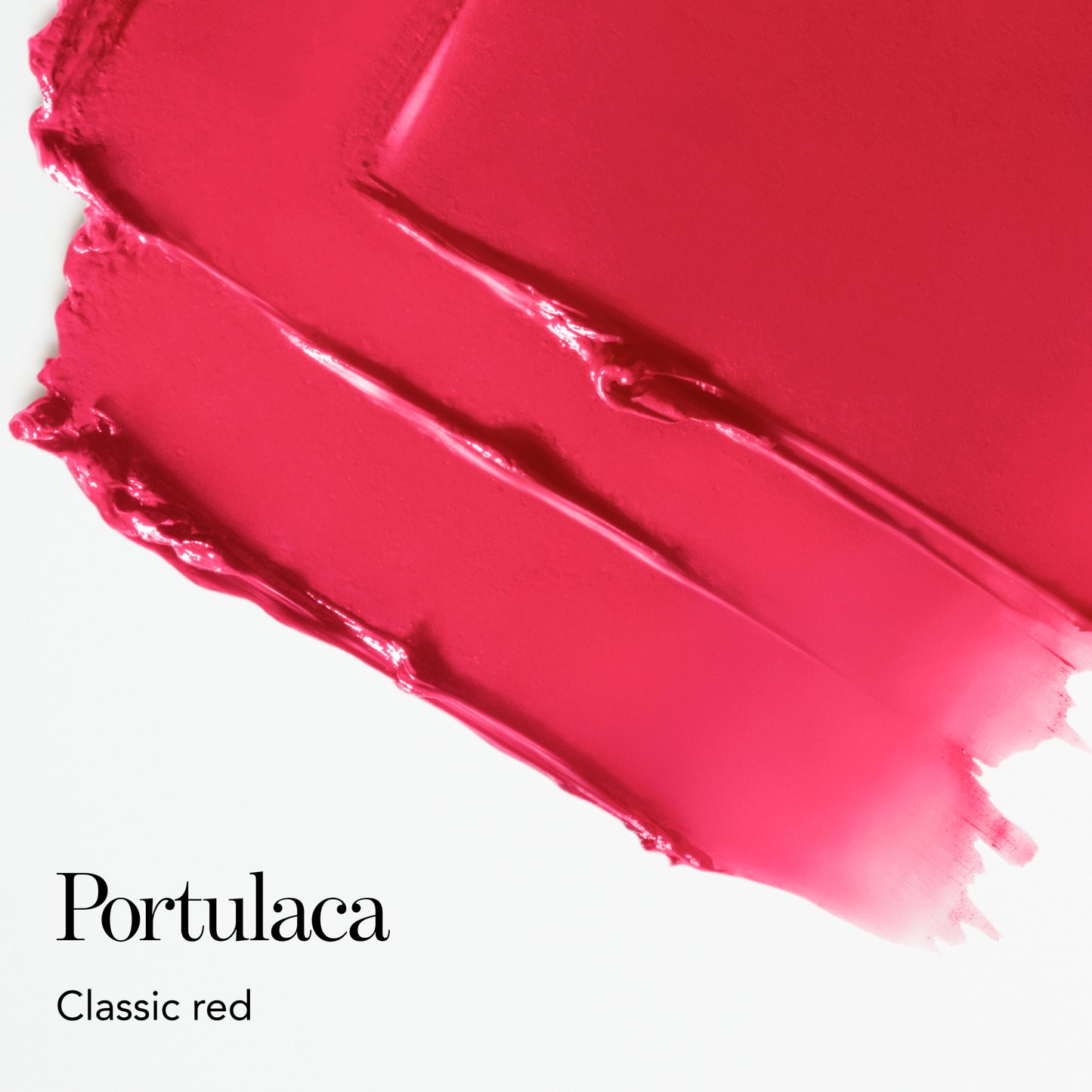Portulaca