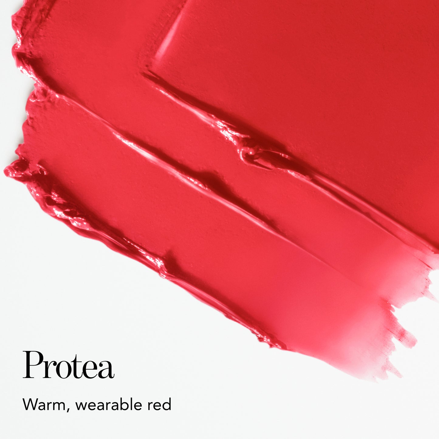 Protea